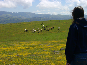 hiker_landscape_barry_sheila-300x225-1. Fig 1: A hiker takes a landscape of grazing cattle, wildflowers, and broad views, walking through prime Checkerspot Butterfly habitat, Coyote Ridge, south of San Jose, California. (Photograph by Sheila Barry)