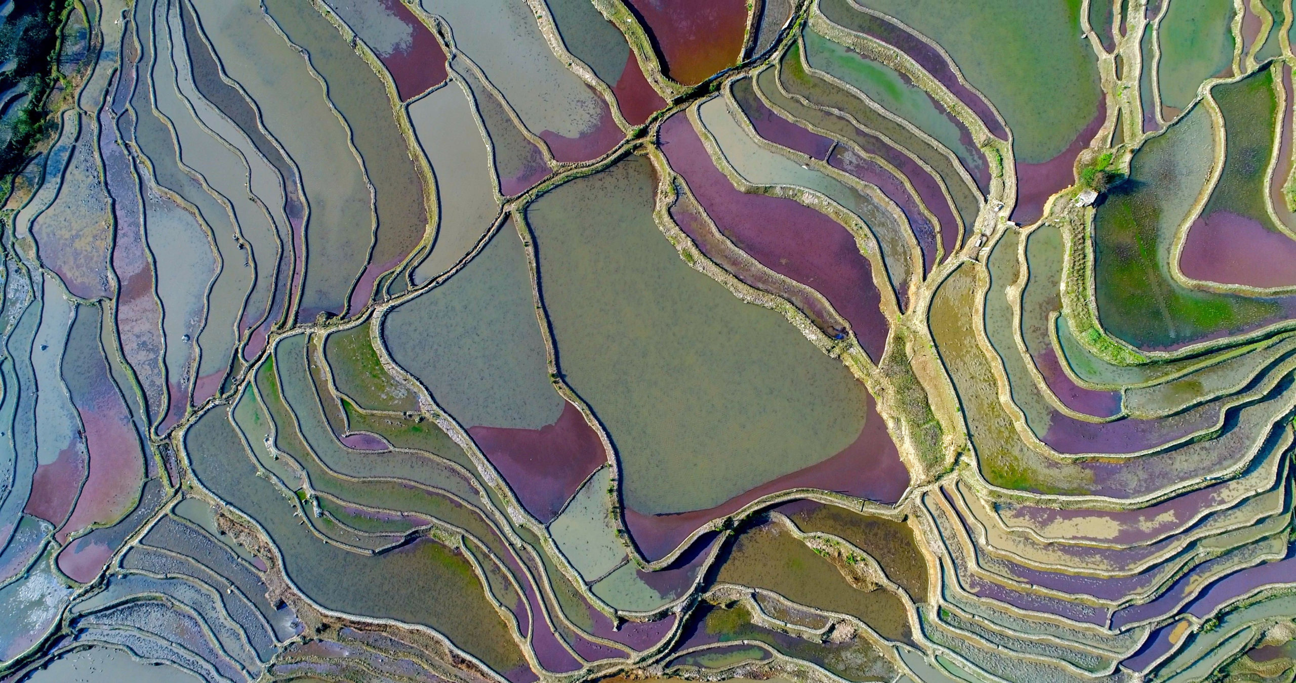 rice fields, aerial, abstract
