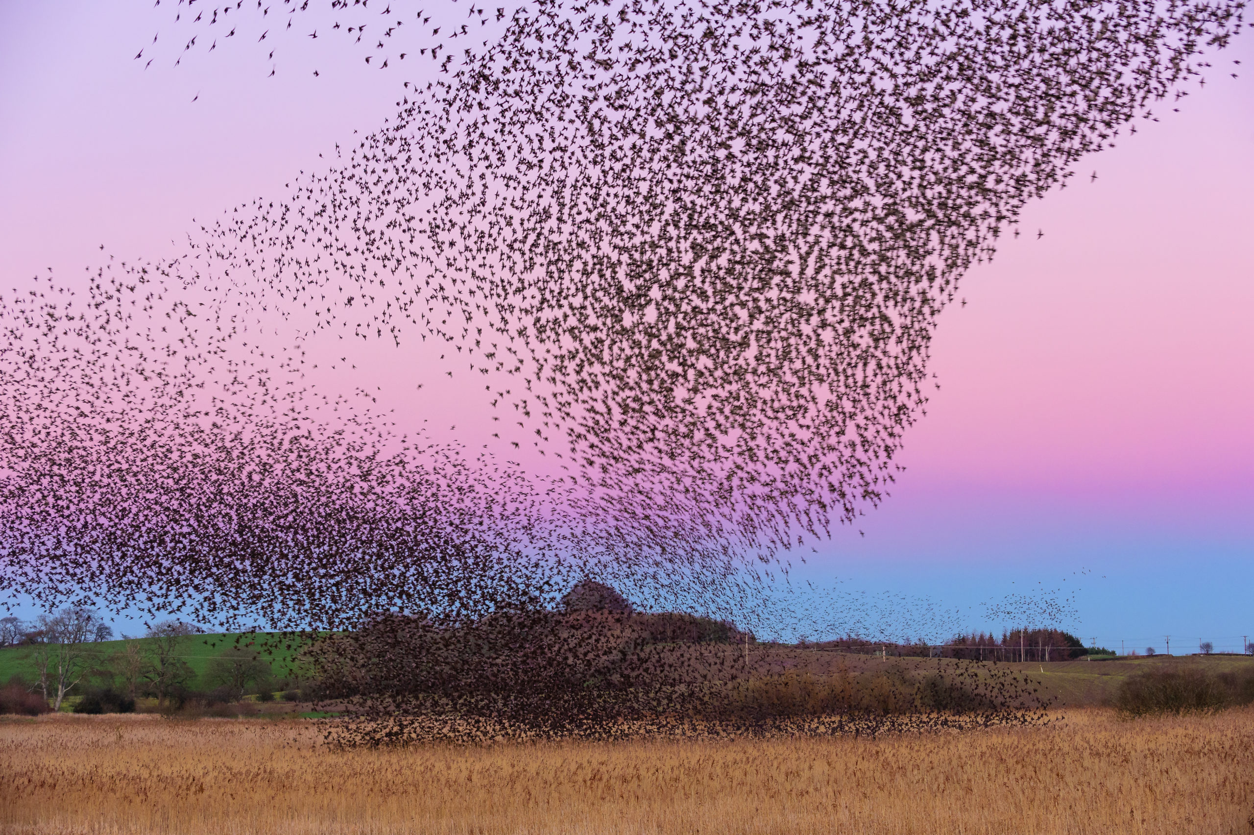 Murmuration - flock of starlings