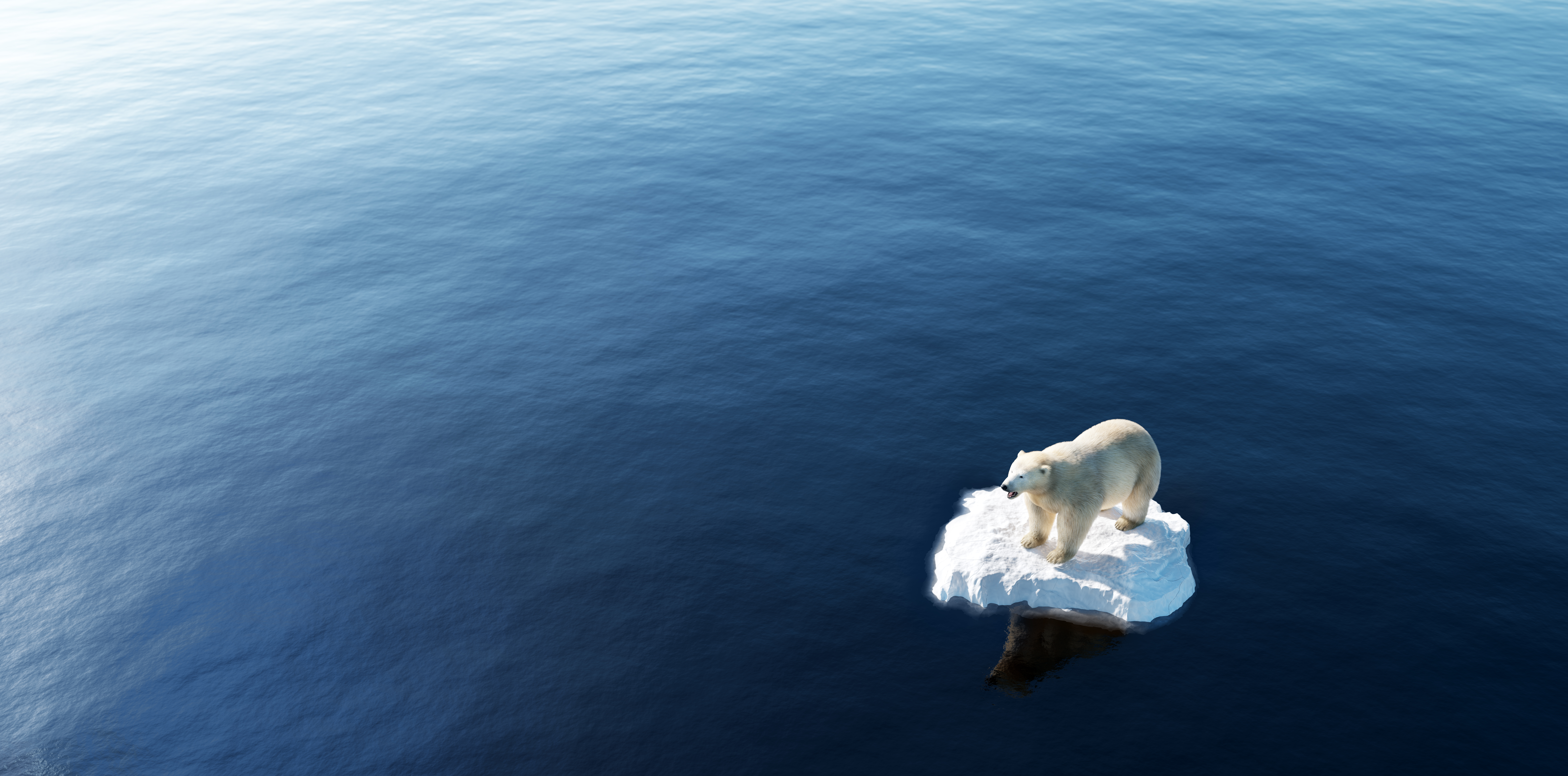 Polar bear on floating ice chunk