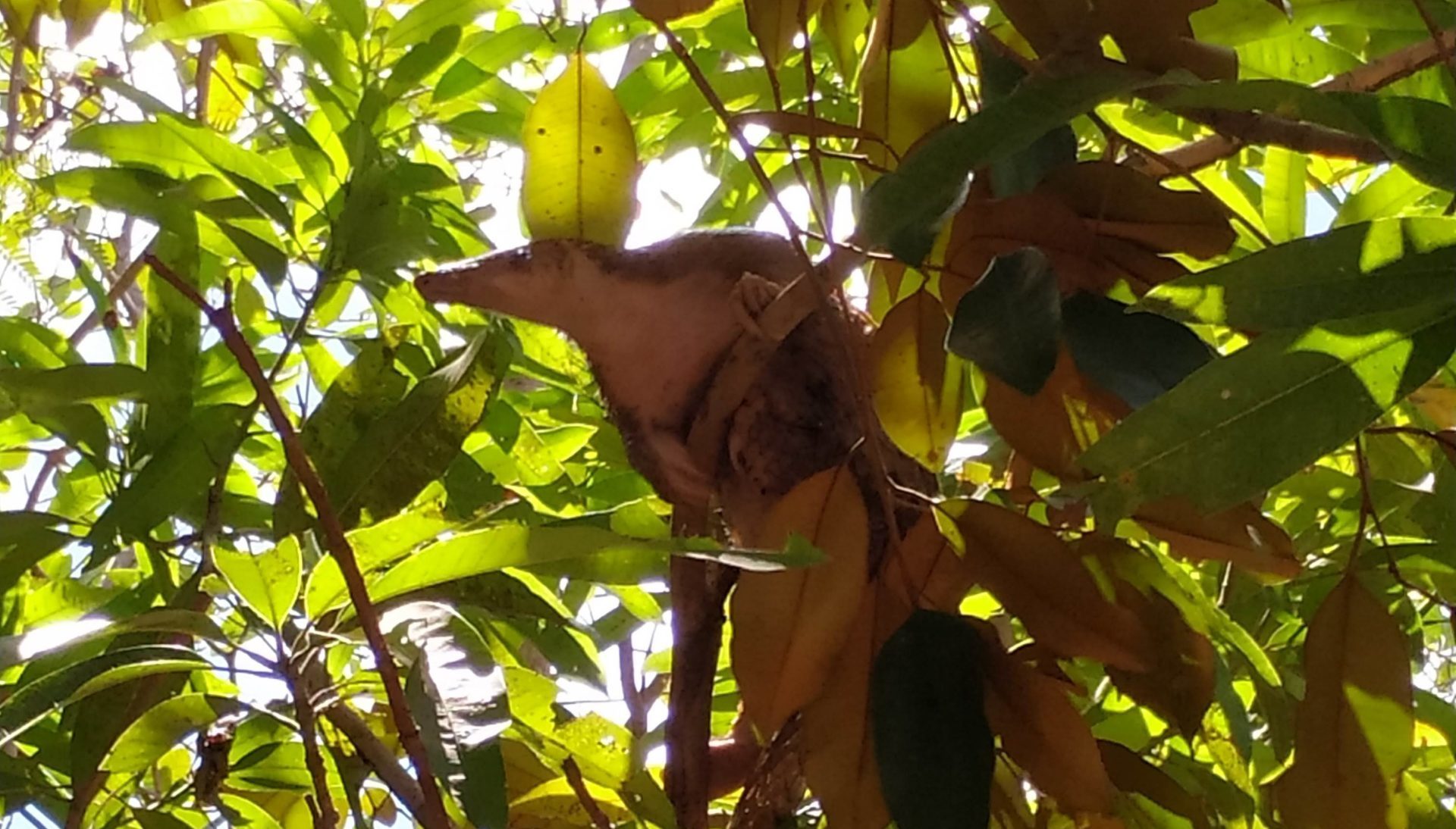 Photo of Philippine pangolin by Lucy Archer, ZSL Philippines