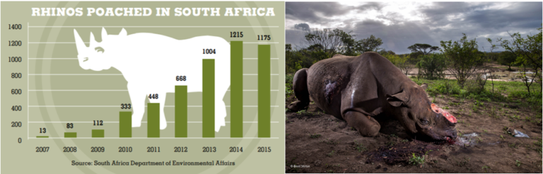 Rhino-Poaching