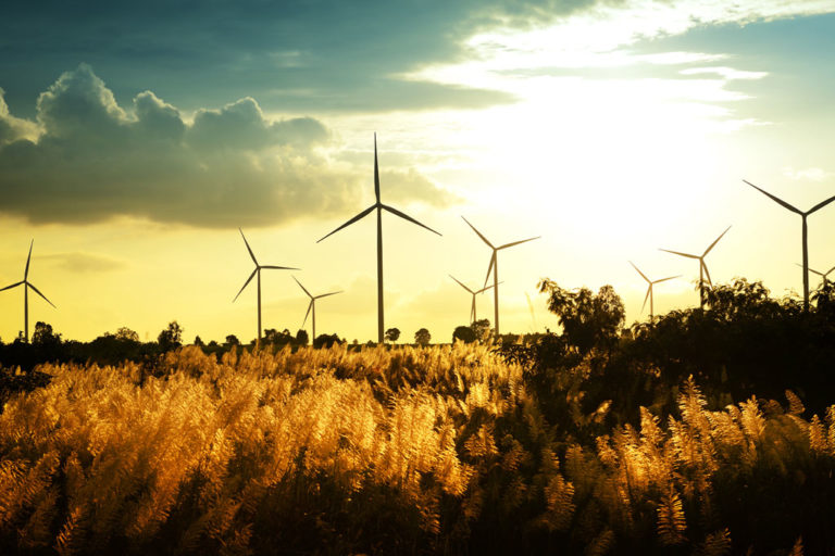 Wind turbines in a field