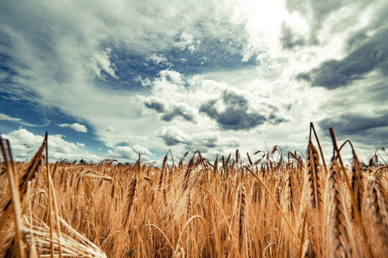 Beautiful landscape with field of ripe rye and blue summer sky