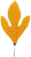 Lenape Leaf