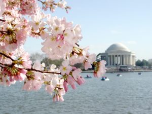 washington dc Take-a-stroll-along-the-Tidal-Basin-in-the-spring-to-catch-a-glimpse-of-the-Jefferson-Memorial-and-the-iconic-Cherry-Blossom-trees-courtesy-of-washington.org_