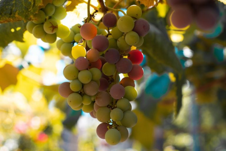 grapes