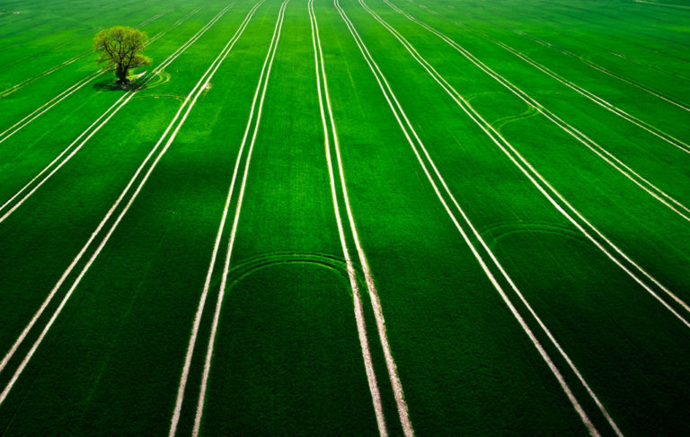 shutterstock_1974027227 green grass field