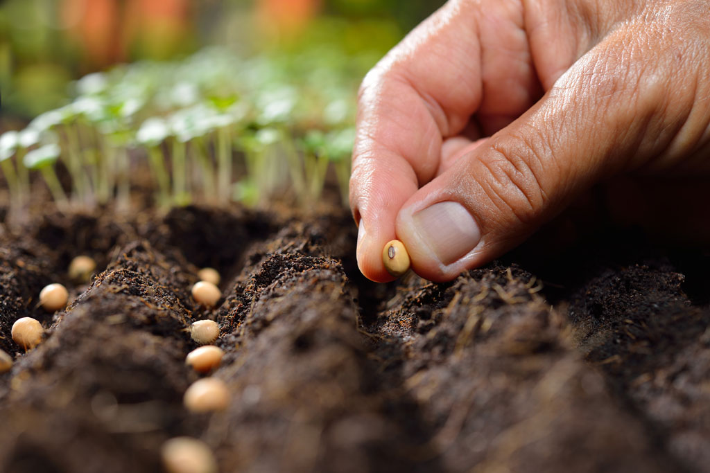 Hand planting seeds into a furrow in soil with seedlings in background