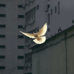 Photo of dove in flight with building structure walls in background by Sunguk Kim for Unsplash