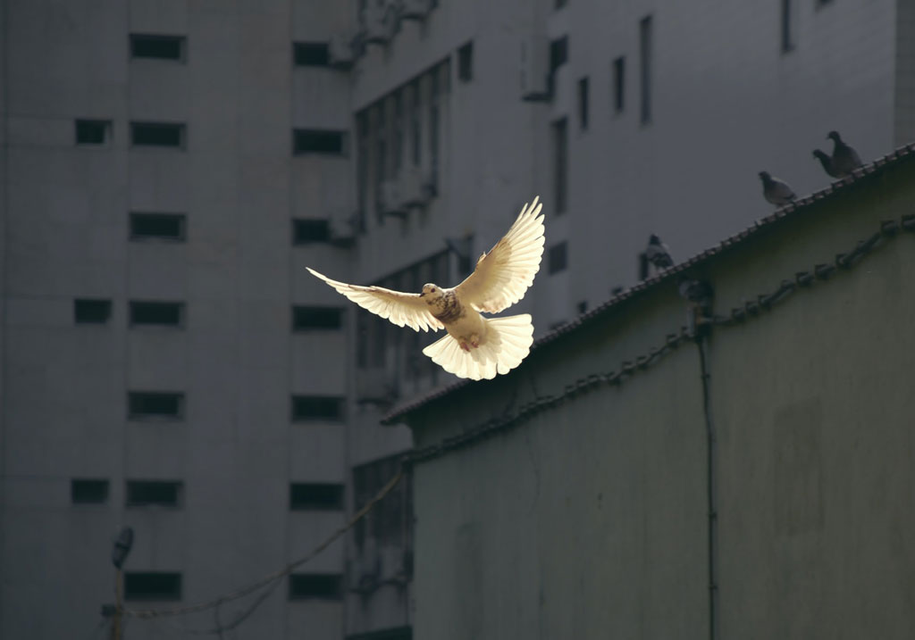 Photo of dove in flight with building structure walls in background by Sunguk Kim for Unsplash