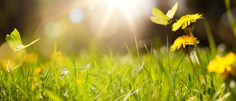 Summer scene with butterfly, flowers and grass with sun in background