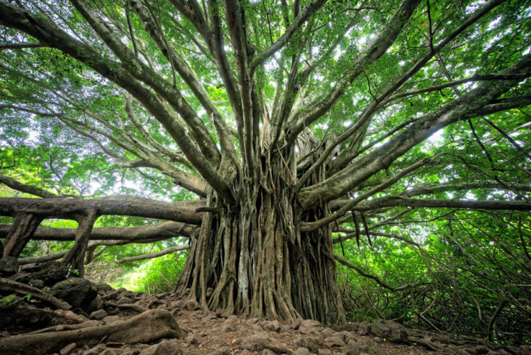 Photo of large old tree with many healthy roots by Brandon Green for Unsplash