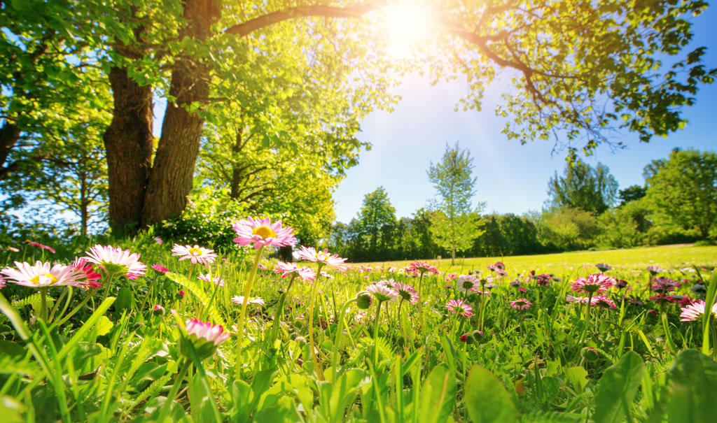 Summer scene with flowers, trees and grasses