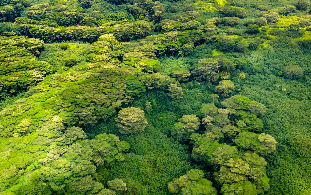 Aerial view of lush green forest foliage in Kauai, Hawaii