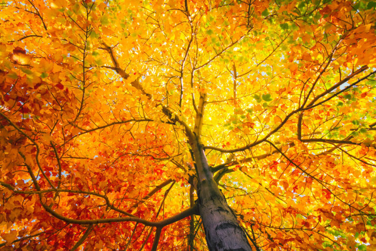 A view of orange and yellow fall leaves as seen from looking up at the branches on the trunk of the tree.