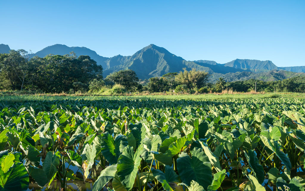 Close up on Taro plants in Hanalei valley with Kauai's Na Pali mountains in the background