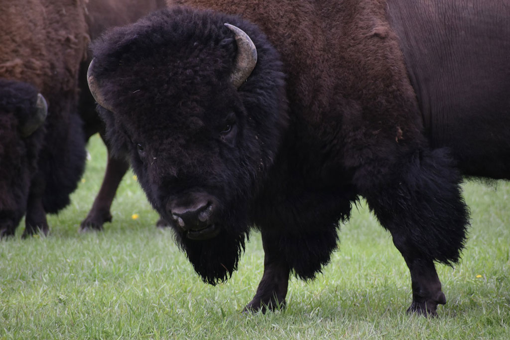 Close up image of a couple of bison from a herd at Yellowstone National Park. Credit: Taylor Wright