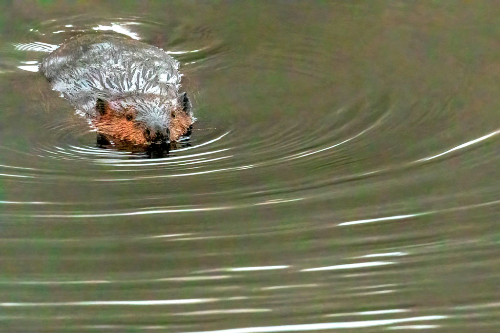 Beaver's head above water as it swims in a body of water. Credit: Camerauthor Photos, Unsplash