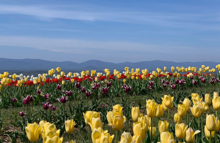 Rows of multicolor tulips line the foreground of Carter Mountain in Charlottesville, VA, with the Blue Ridge Mountains in the background. Credit: Becky Pendergast
