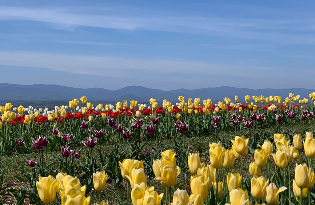 Rows of multicolor tulips line the foreground of Carter Mountain in Charlottesville, VA, with the Blue Ridge Mountains in the background. Credit: Becky Pendergast