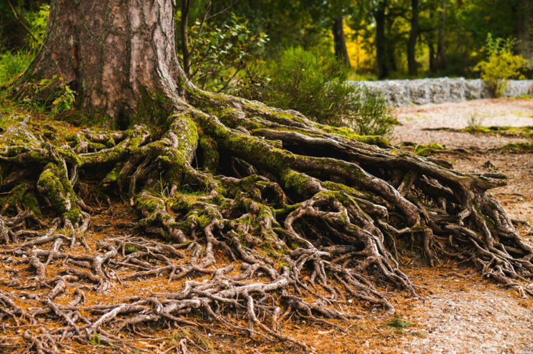 Image of roots of a tree growing on top of the soil. Credit: Eilis Garvey, Unsplash