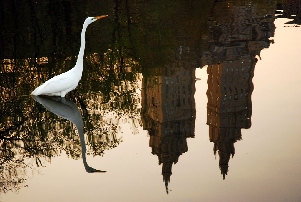 An egret in a reflected in a Nerw York City pond