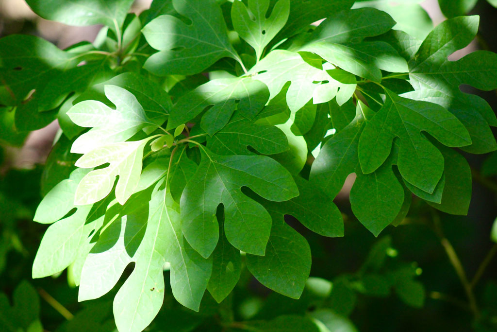 A close-up view of green sassafrass tree leaves