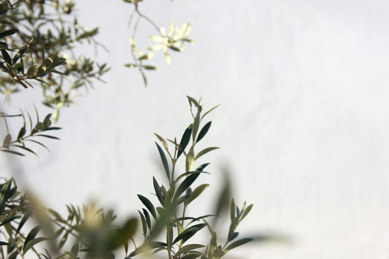 A close-up view of olive branches in blossom. Credit: Angèle Kamp, Unsplash