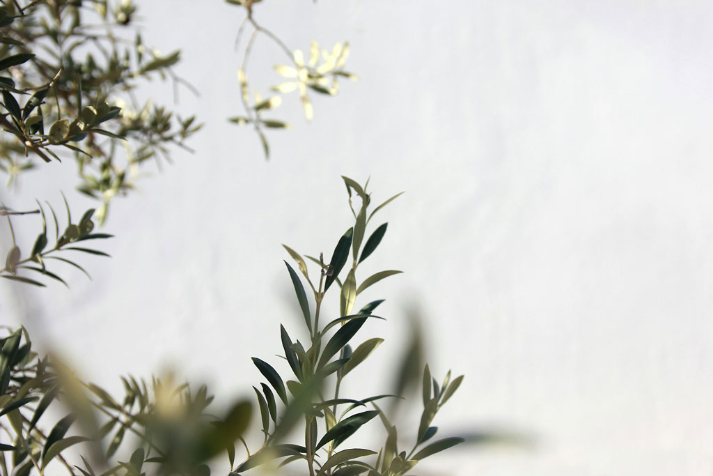 A close-up view of olive branches in blossom. Credit: Angèle Kamp, Unsplash